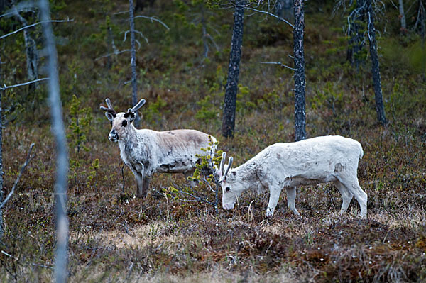 Rentier (Rangifer tarandus)