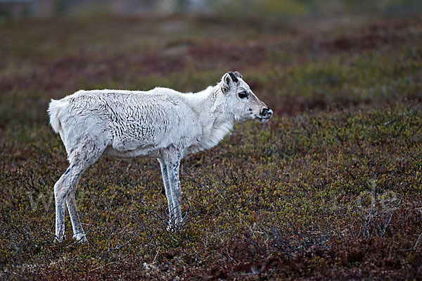 Rentier (Rangifer tarandus)