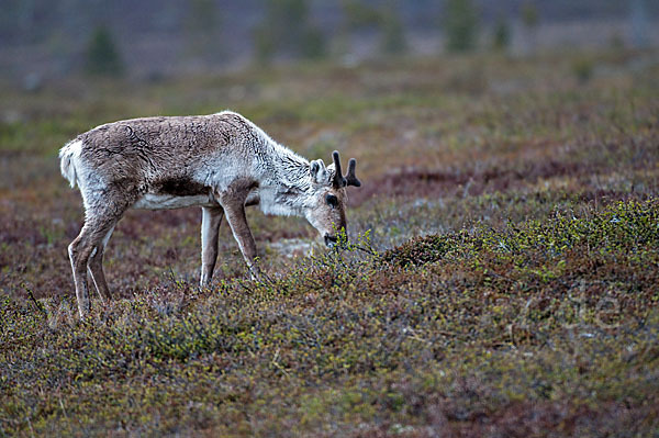 Rentier (Rangifer tarandus)