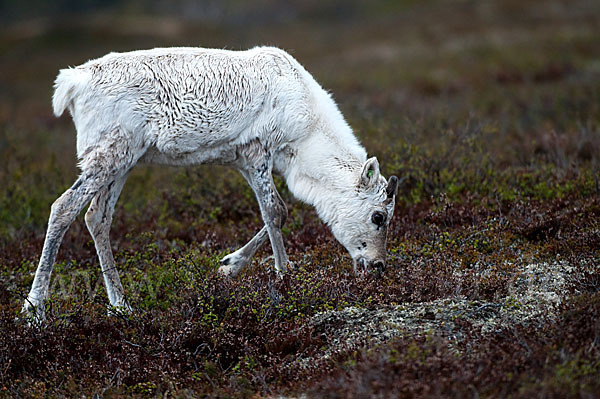 Rentier (Rangifer tarandus)