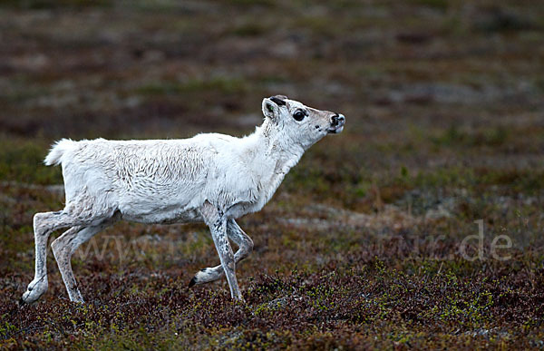 Rentier (Rangifer tarandus)