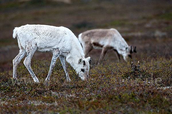 Rentier (Rangifer tarandus)