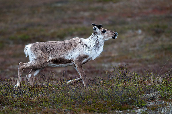 Rentier (Rangifer tarandus)