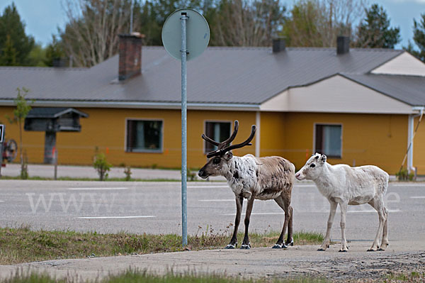 Rentier (Rangifer tarandus)