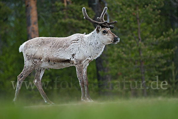 Rentier (Rangifer tarandus)