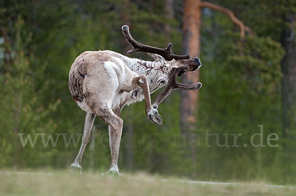 Rentier (Rangifer tarandus)