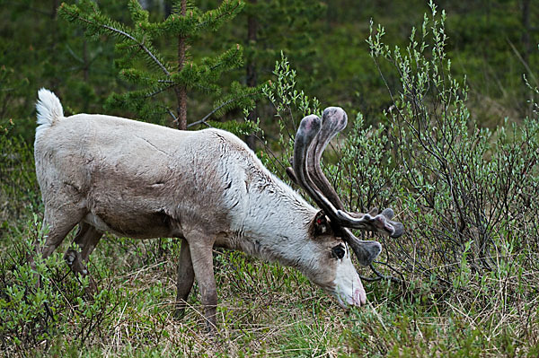 Rentier (Rangifer tarandus)