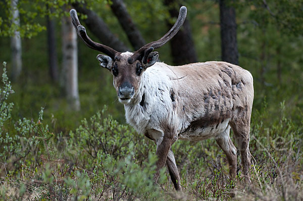 Rentier (Rangifer tarandus)