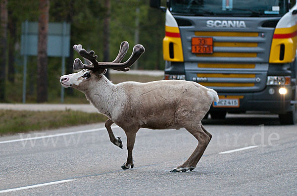 Rentier (Rangifer tarandus)