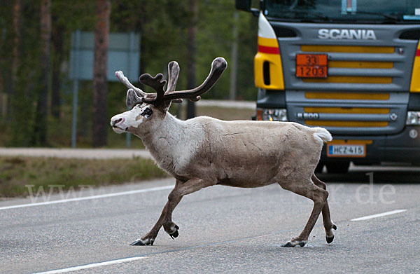 Rentier (Rangifer tarandus)