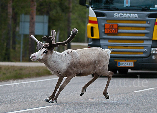 Rentier (Rangifer tarandus)