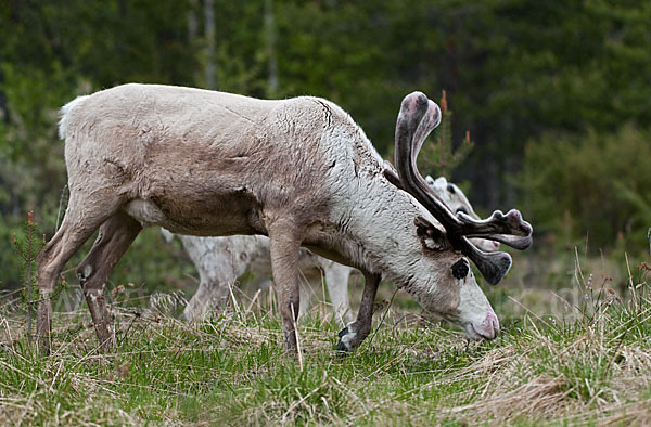 Rentier (Rangifer tarandus)