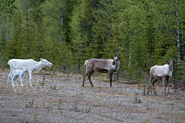 Rentier (Rangifer tarandus)