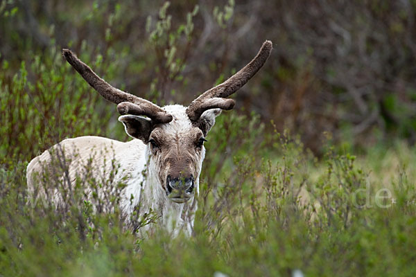 Rentier (Rangifer tarandus)