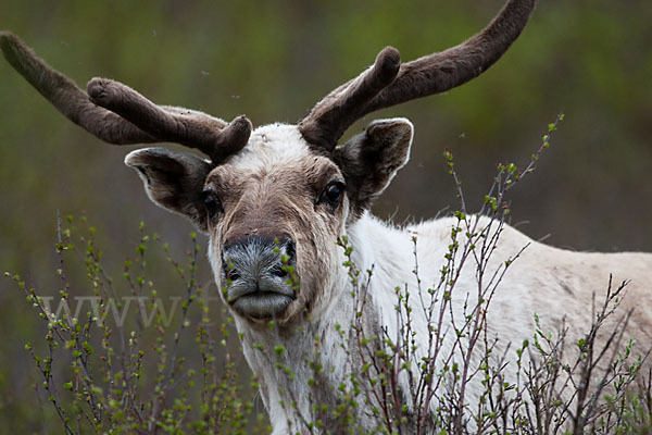 Rentier (Rangifer tarandus)