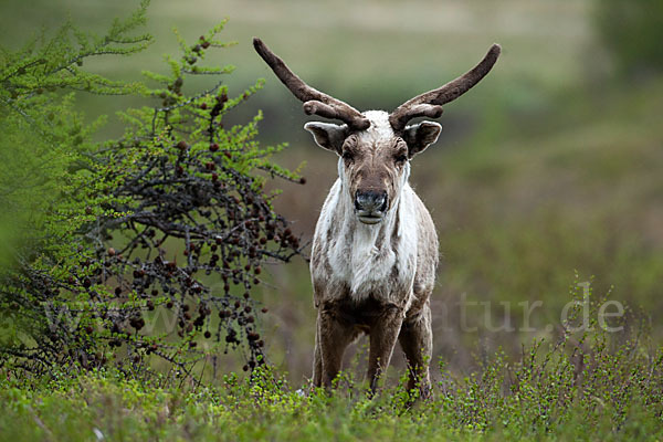 Rentier (Rangifer tarandus)