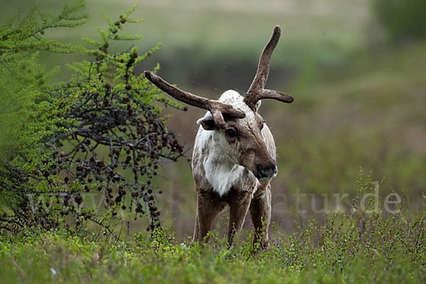 Rentier (Rangifer tarandus)