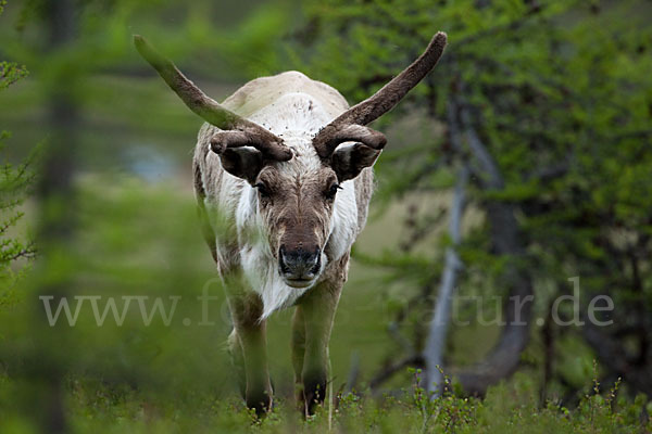 Rentier (Rangifer tarandus)