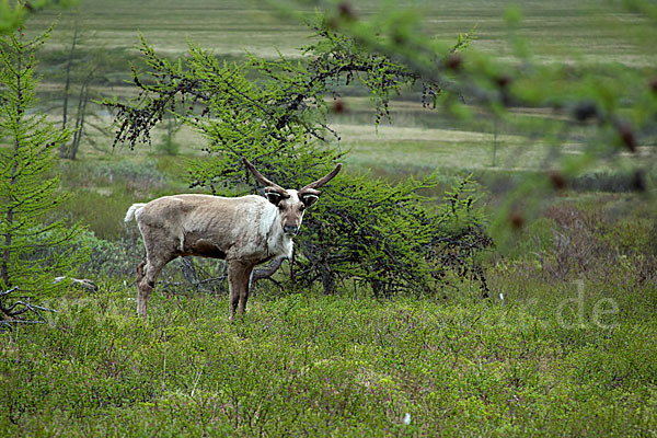 Rentier (Rangifer tarandus)