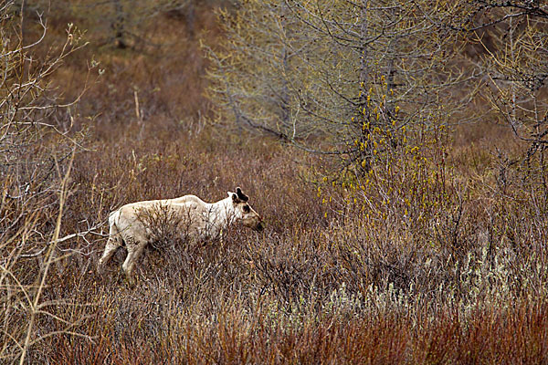 Rentier (Rangifer tarandus)