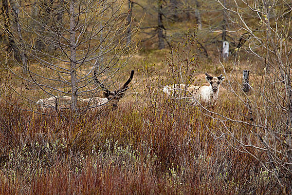 Rentier (Rangifer tarandus)