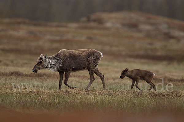 Rentier (Rangifer tarandus)