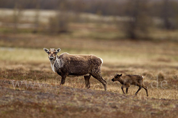 Rentier (Rangifer tarandus)