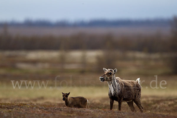 Rentier (Rangifer tarandus)