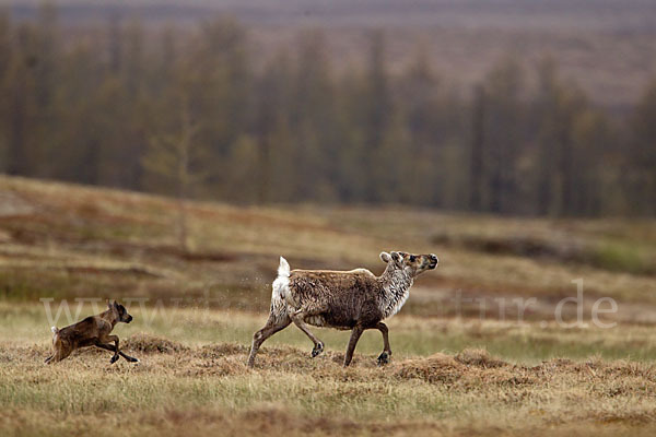 Rentier (Rangifer tarandus)