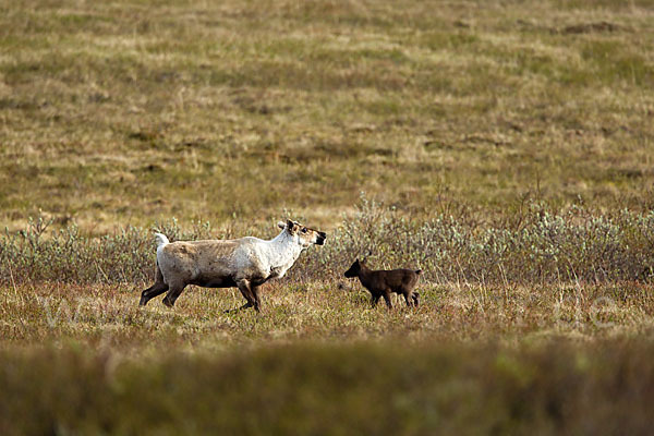 Rentier (Rangifer tarandus)