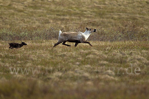 Rentier (Rangifer tarandus)