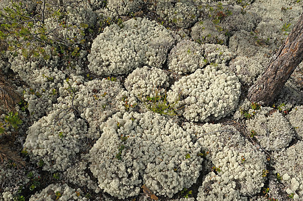 Rentierflechte (Cladonia rangiferina)