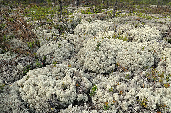 Rentierflechte (Cladonia rangiferina)