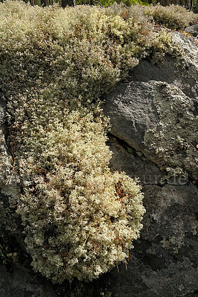 Rentierflechte (Cladonia rangiferina)