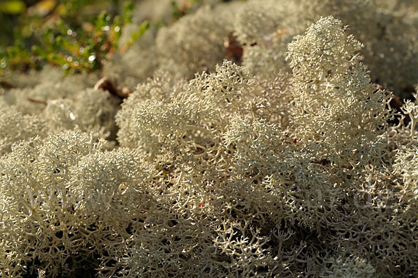 Rentierflechte (Cladonia rangiferina)