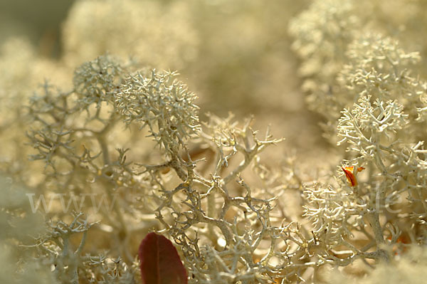 Rentierflechte (Cladonia rangiferina)