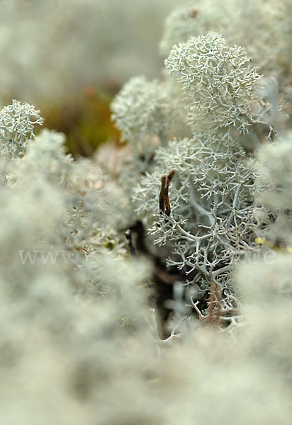 Rentierflechte (Cladonia rangiferina)