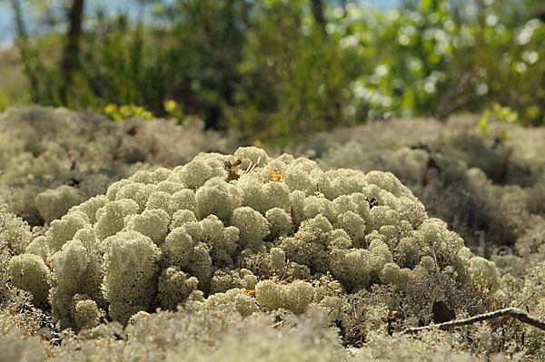 Rentierflechte (Cladonia rangiferina)