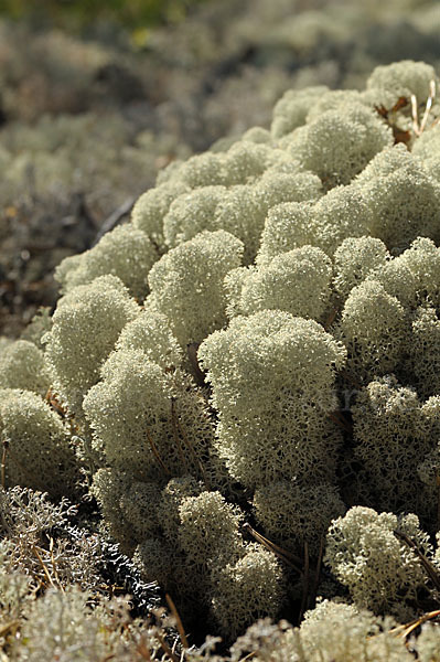 Rentierflechte (Cladonia rangiferina)