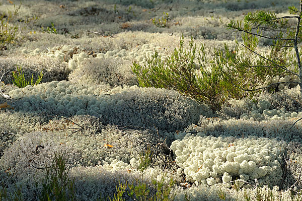 Rentierflechte (Cladonia rangiferina)