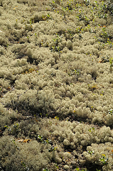 Rentierflechte (Cladonia rangiferina)