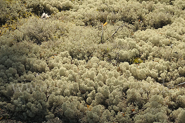 Rentierflechte (Cladonia rangiferina)