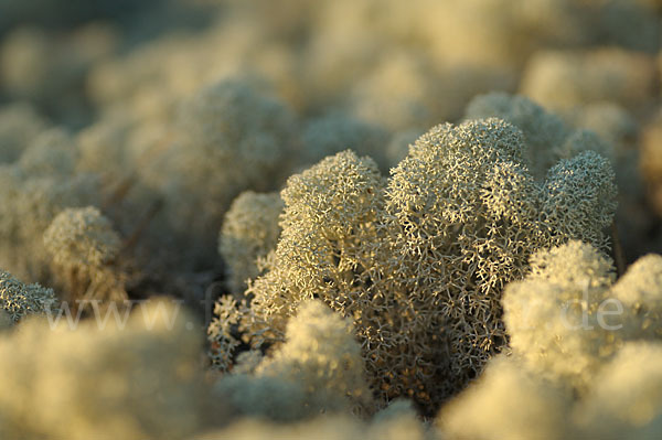 Rentierflechte (Cladonia rangiferina)