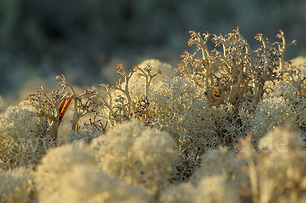 Rentierflechte (Cladonia rangiferina)