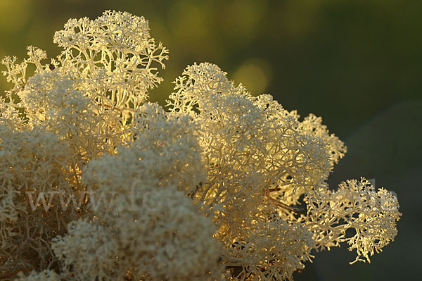 Rentierflechte (Cladonia rangiferina)