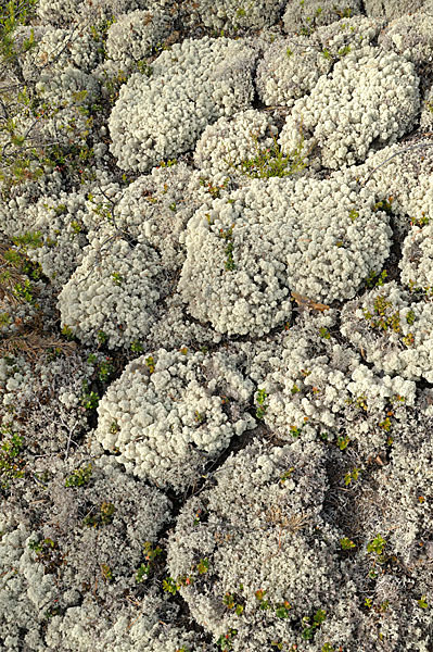 Rentierflechte (Cladonia rangiferina)