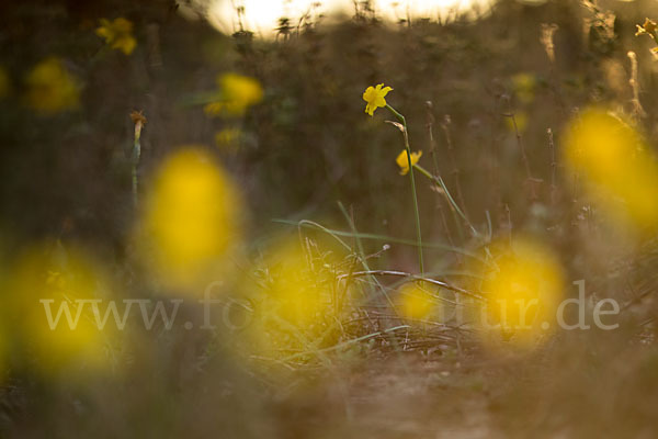 Requiens Narzisse (Narcissus assoanus)