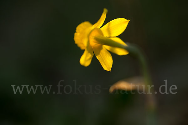 Requiens Narzisse (Narcissus assoanus)