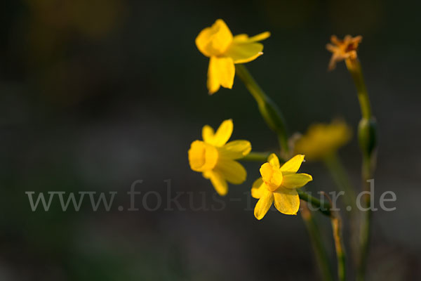 Requiens Narzisse (Narcissus assoanus)