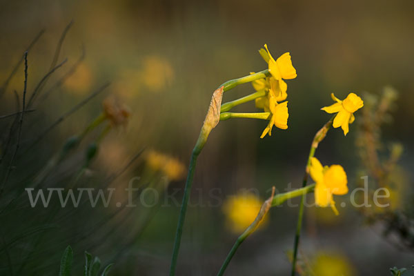 Requiens Narzisse (Narcissus assoanus)